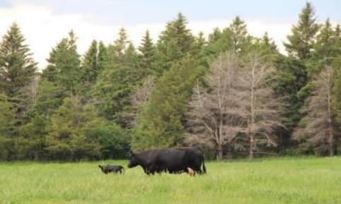 Forage Resources For South Dakota Farmers And Ranchers
